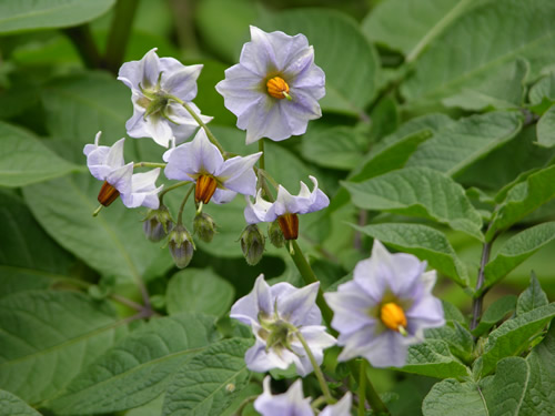 Purple Peruvian Potato Flowers