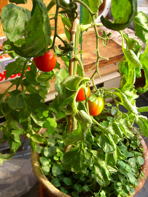 Landscaping Revolution Indoor Tomato Growing